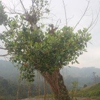 Clusia rosea Jacq.